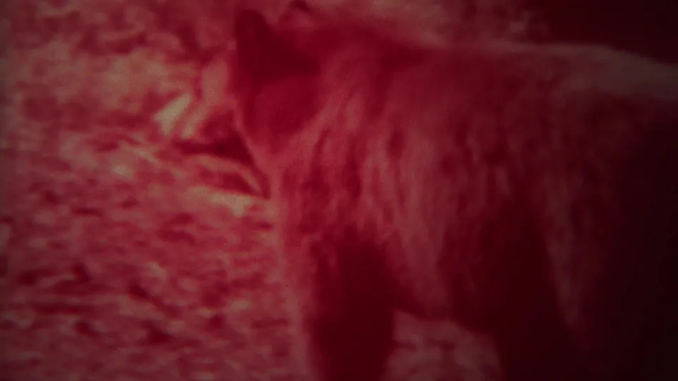 A bear appears in red-tinted 1967 Yellowstone 8mm footage, partly side-on against rocky forest terrain.