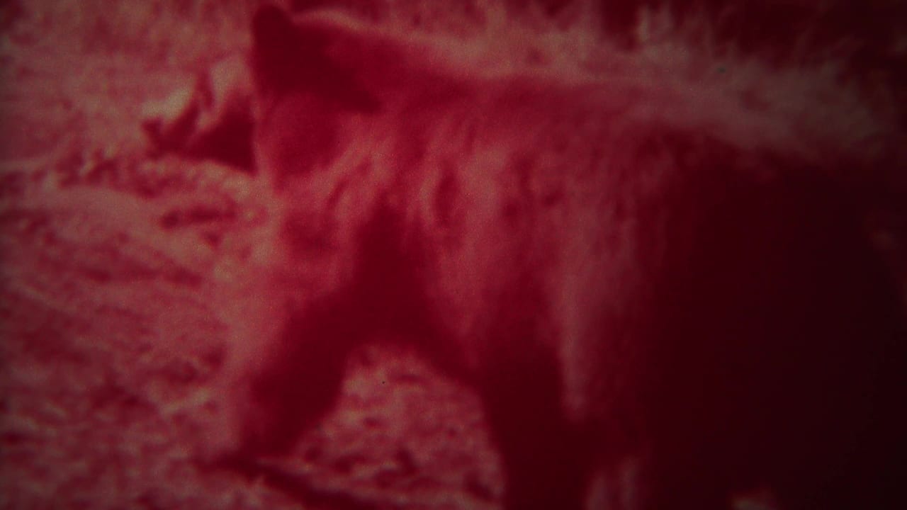 Bear walking through red-tinted wooded terrain.