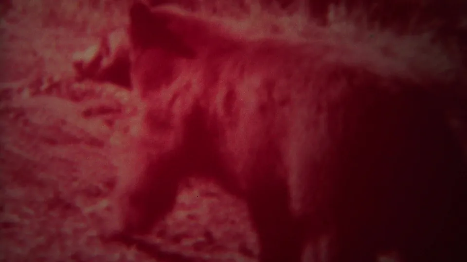 The bear moves across dim red-tinted Yellowstone forest terrain, with its body partly obscured by shadow.