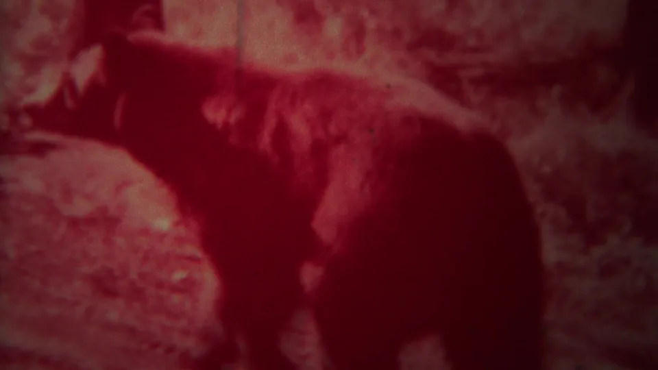 A closer red-tinted 8mm frame shows the bear angled downward on uneven Yellowstone forest ground.