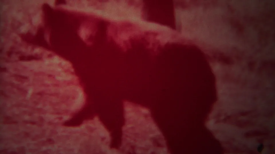A dark bear profile fills much of the frame in red-tinted Yellowstone 8mm footage, with forest floor behind it.