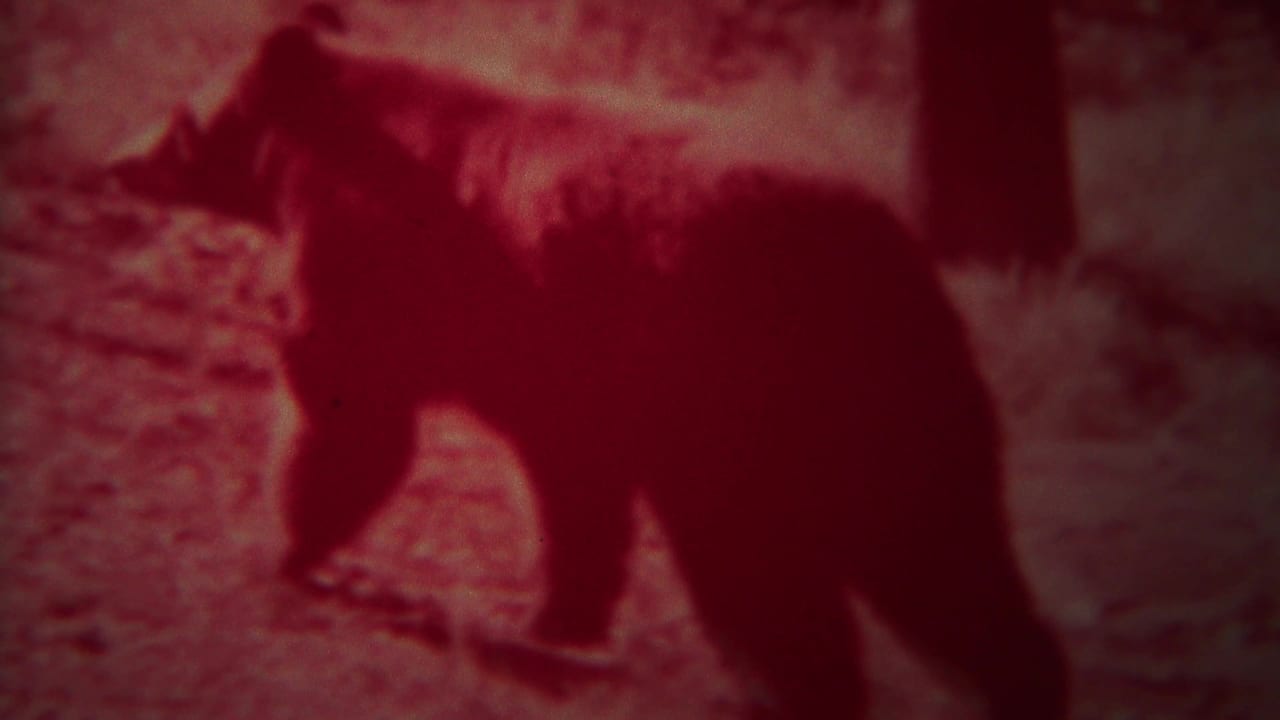 Dark animal moving across red-tinted forest ground near a tree trunk.
