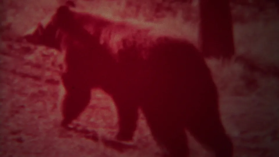 Red-tinted 1967 Yellowstone 8mm frame showing a dark wildlife figure, identified in metadata as a deer, moving over textured ground near trees.