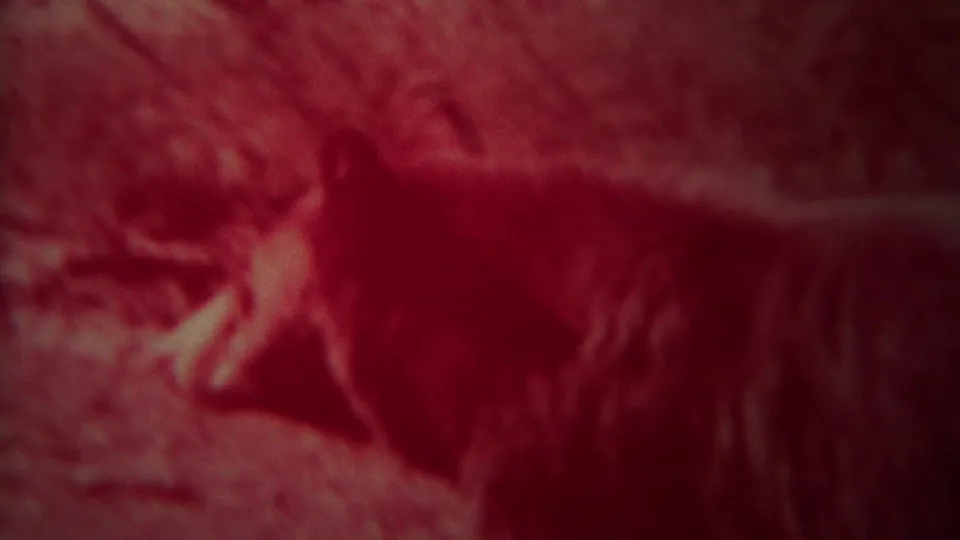 Soft 8mm frame from the Yellowstone clip showing the animal in profile, with a dark body and head shape against red-tinted ground.