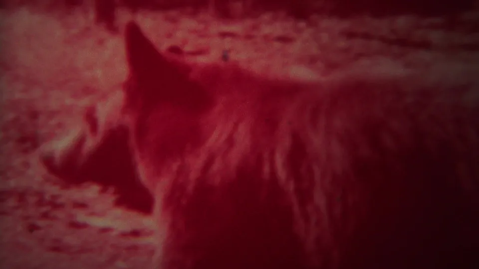 Grainy 1967 Yellowstone home-movie frame showing a close, dark rear or side view of the animal on a red-toned forest floor.