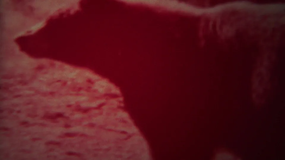 Red-shifted 8mm Yellowstone frame showing the animal in side profile, its dark body silhouetted against pale textured ground.