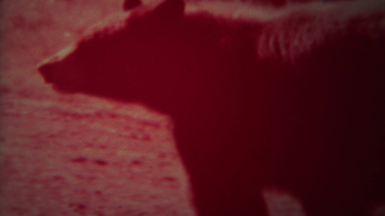 Large bear in profile standing on open ground with a reddish 8mm film cast.