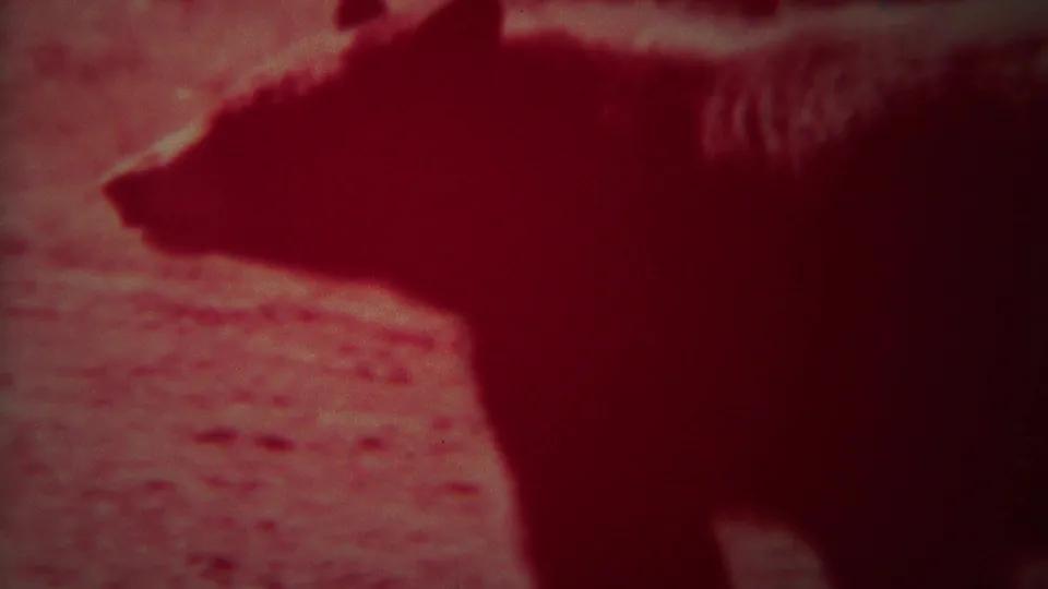 Large bear seen in profile in 1967 Yellowstone home-movie footage, framed softly with strong red color shift and grain.