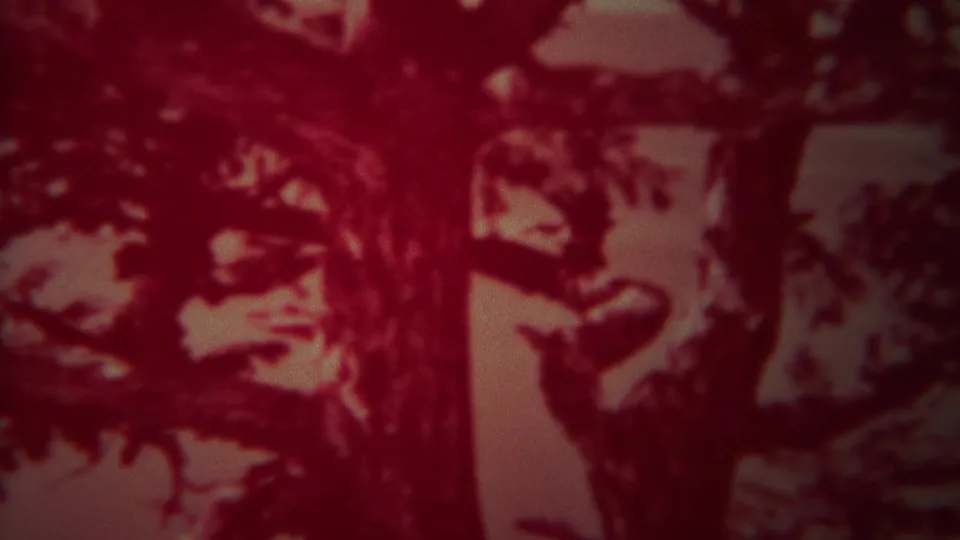 1967 Yellowstone 8mm frame showing red-tinted tree trunks, branching foliage, and a pale background through soft amateur-film focus.