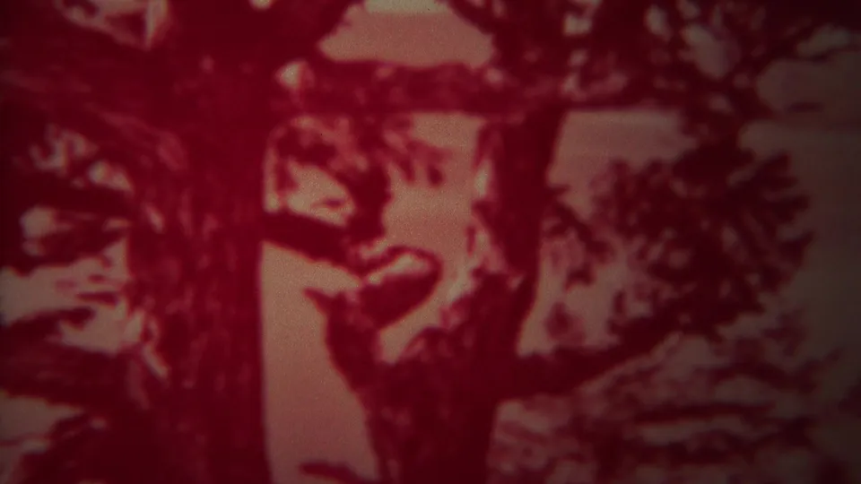 1967 Yellowstone 8mm frame with dark red tree forms, branches, and foliage filling most of the composition.