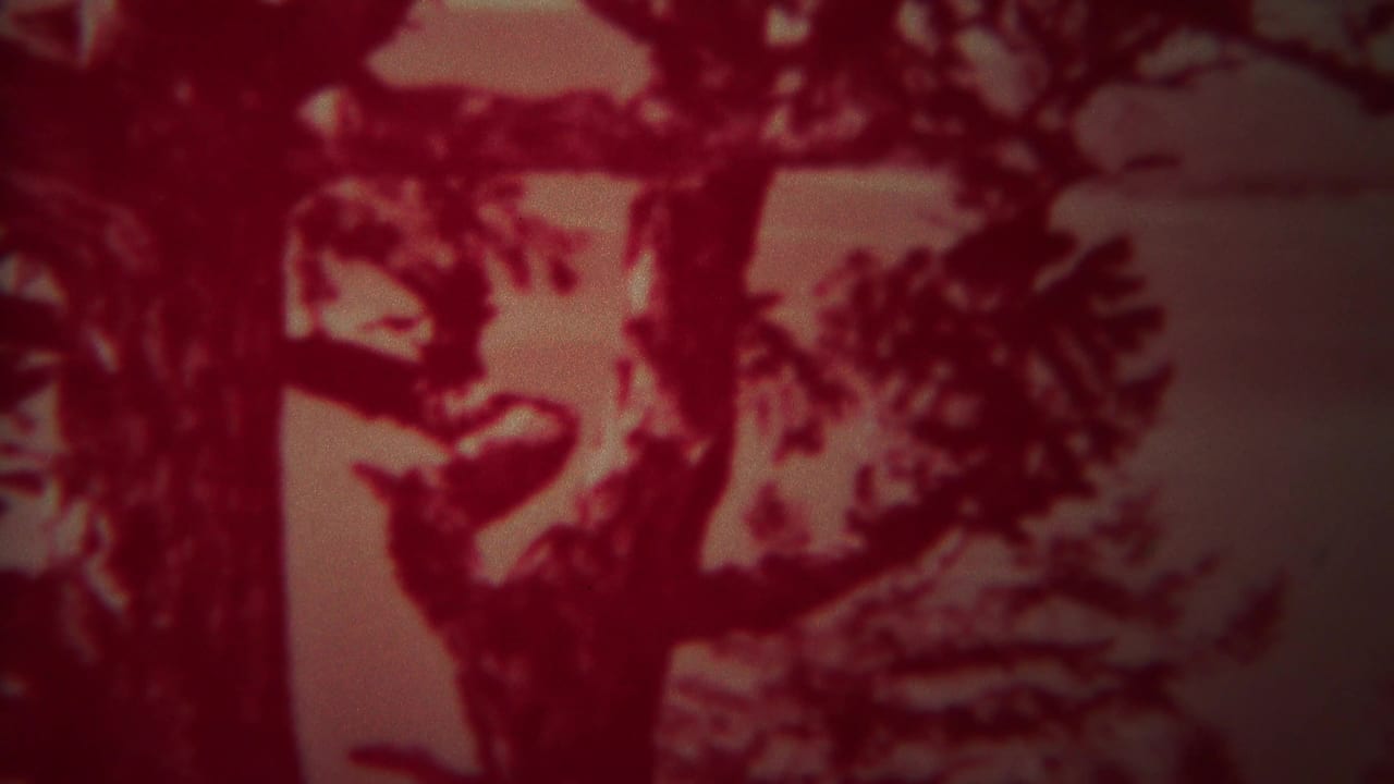 Dark tree branches silhouetted against a reddish hazy sky.