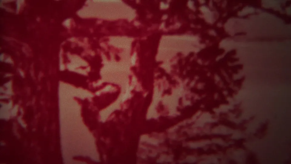 Reddish 1967 Yellowstone home-movie frame showing silhouetted tree branches against a soft, hazy sky.