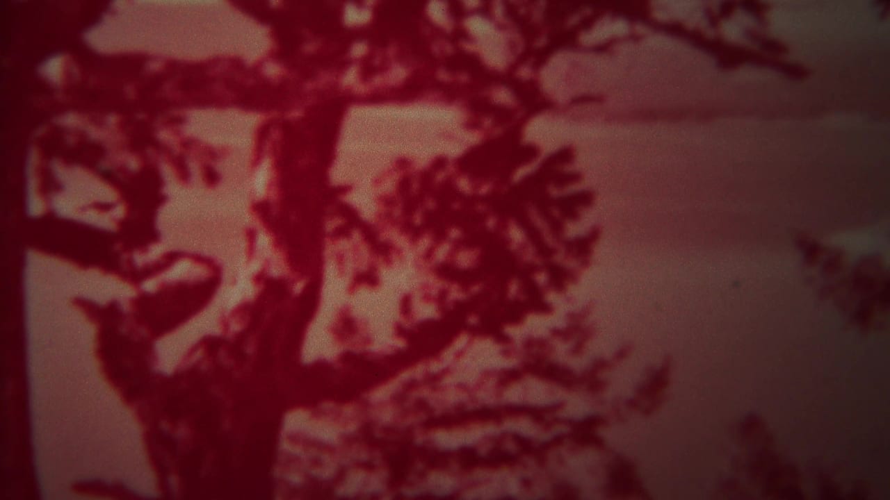 Tree branches and foliage silhouetted in a red-tinted outdoor frame.