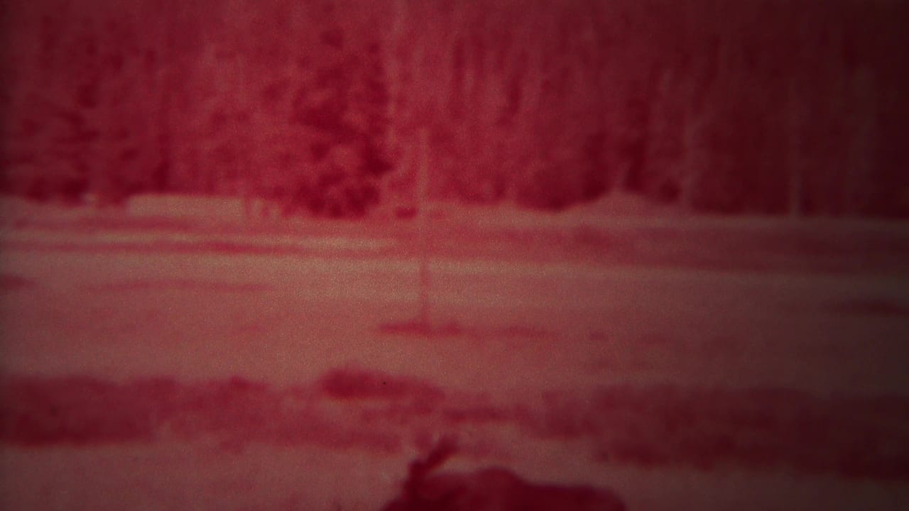 Red-tinted pond and forest edge with a moose partly visible at the lower frame edge.