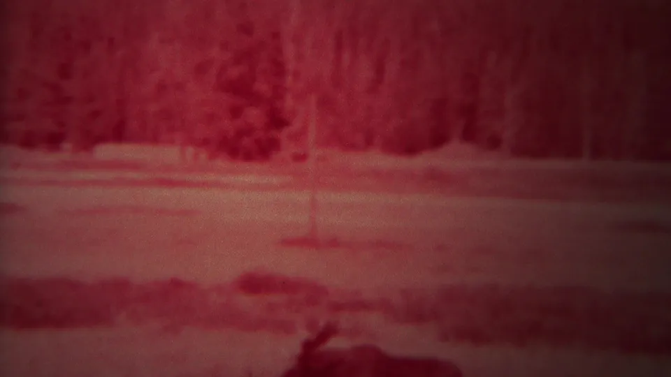 1967 Yellowstone home-movie frame showing a red-tinted pond scene with the moose partly cut off near the bottom edge.