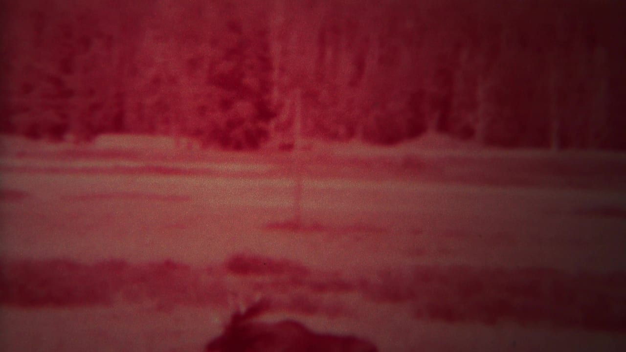 Soft red-tinted pond view with shoreline grasses and the moose barely visible near the lower edge.
