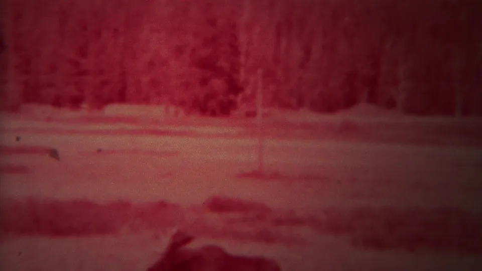 1967 Yellowstone 8mm frame with the moose partly visible at the bottom while shallow water and trees fill the scene.