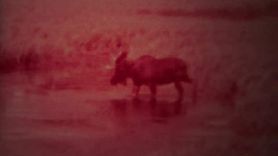 A moose wades through a shallow Yellowstone pond in red-tinted 1967 home-movie footage.