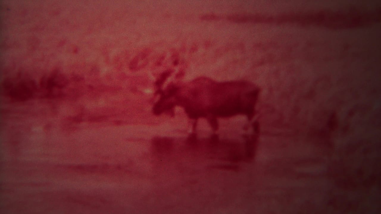 Moose with antlers wading in shallow water under a red film cast.
