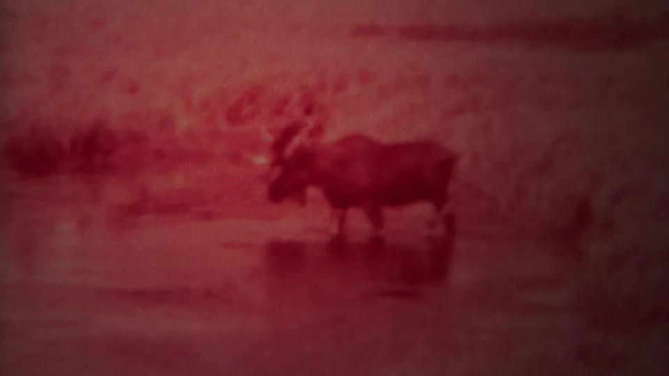 1967 Yellowstone 8mm frame showing a moose with antlers standing in shallow water, softened by grain and a strong red color cast.