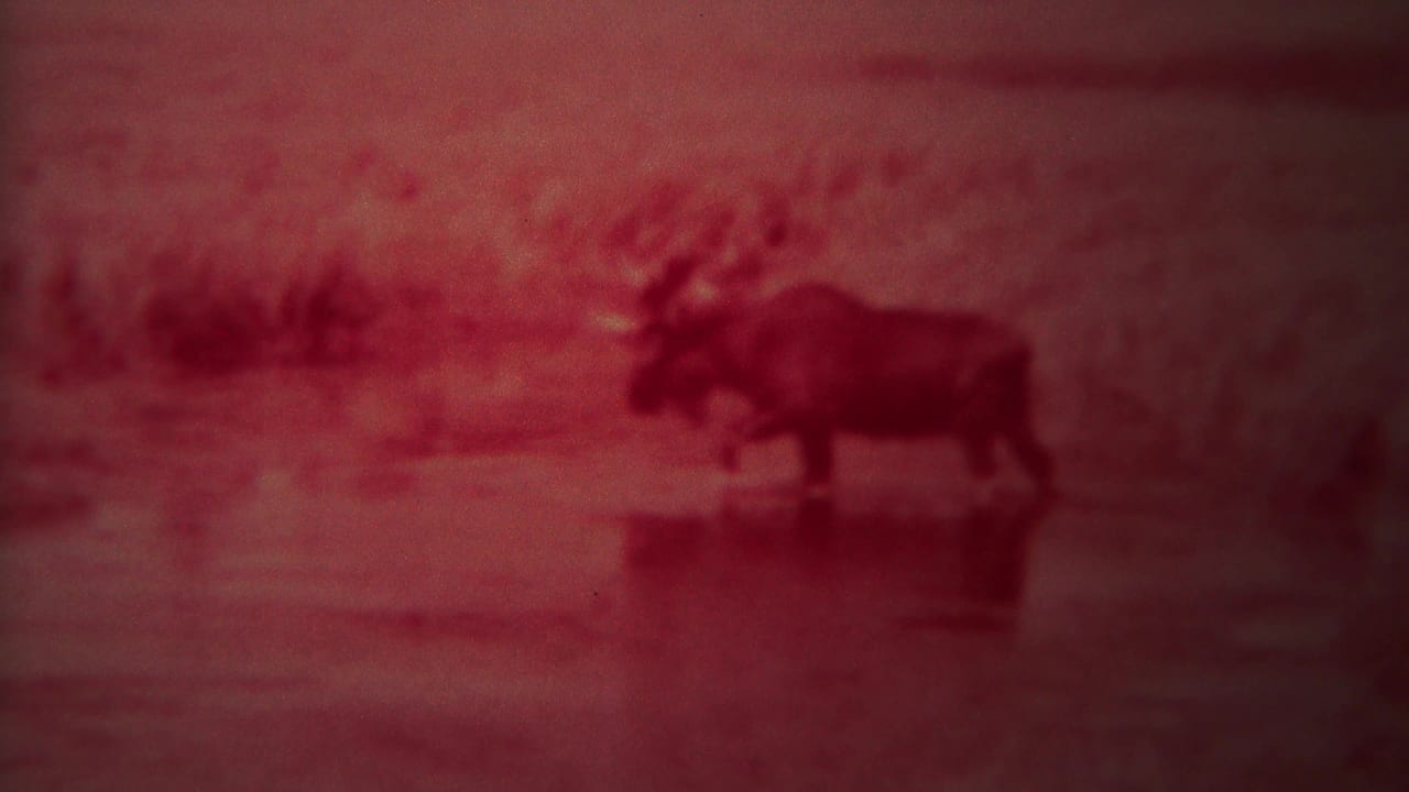 Moose in profile moving through shallow water with blurred vegetation behind it.