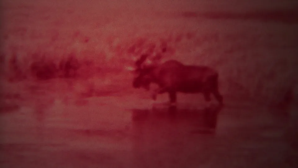 1967 Yellowstone 8mm frame of a moose in profile wading through shallow water, with soft focus and reddish film fading.