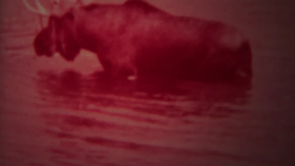 1967 Yellowstone 8mm frame showing a closer, soft-focus view of a moose lowering its head near rippling shallow water.