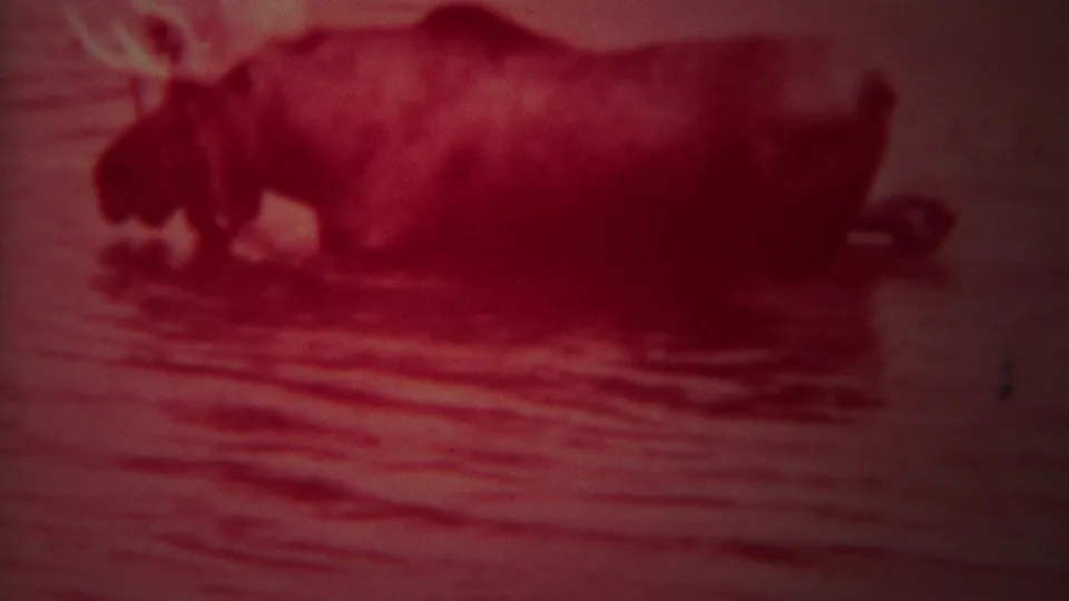 1967 Yellowstone 8mm frame of a moose wading at close range, its body and antlers softened by grain, motion blur, and red color shift.