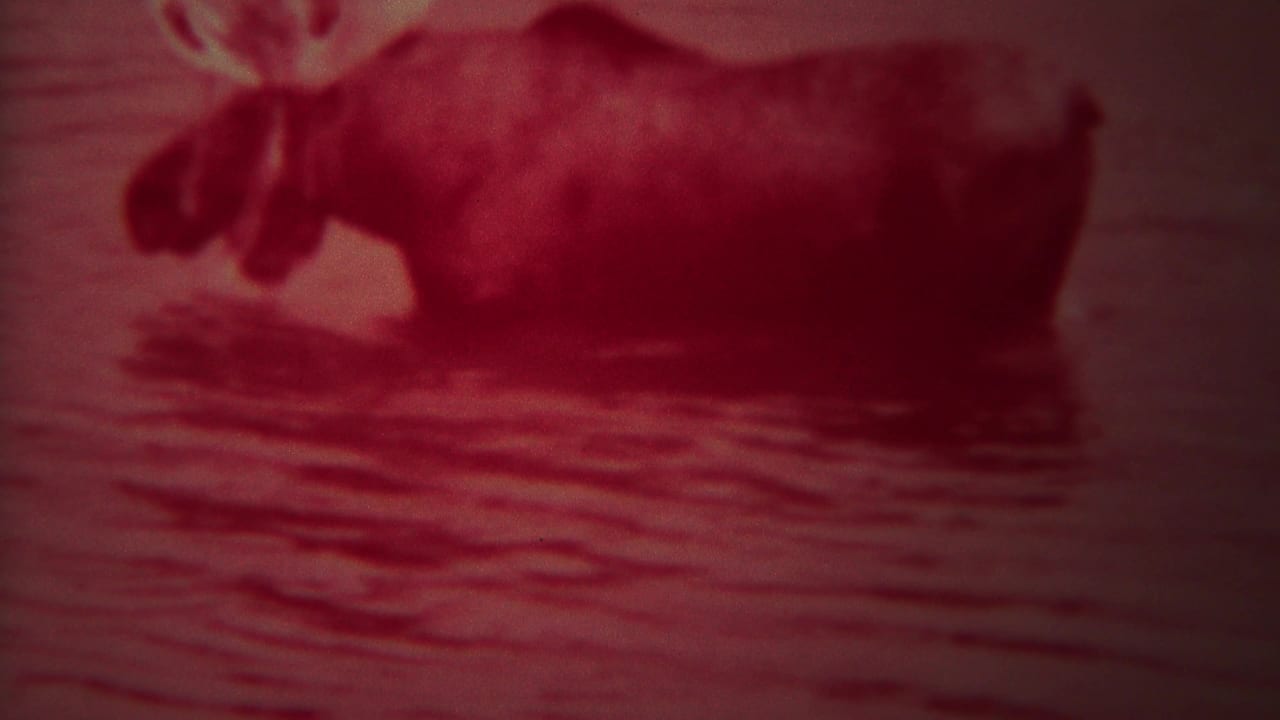 Moose standing partly submerged in rippled water with strong red film tint.