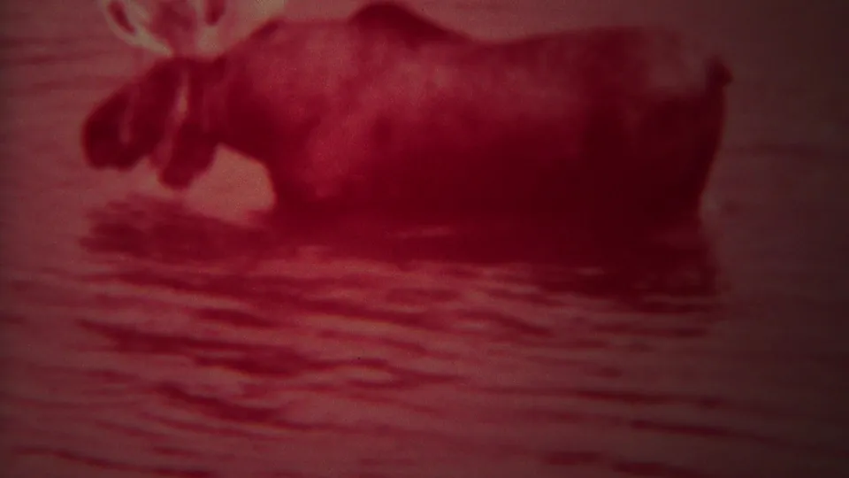 A moose wades through shallow water in 1967 Yellowstone home-movie footage, heavily shifted toward red.