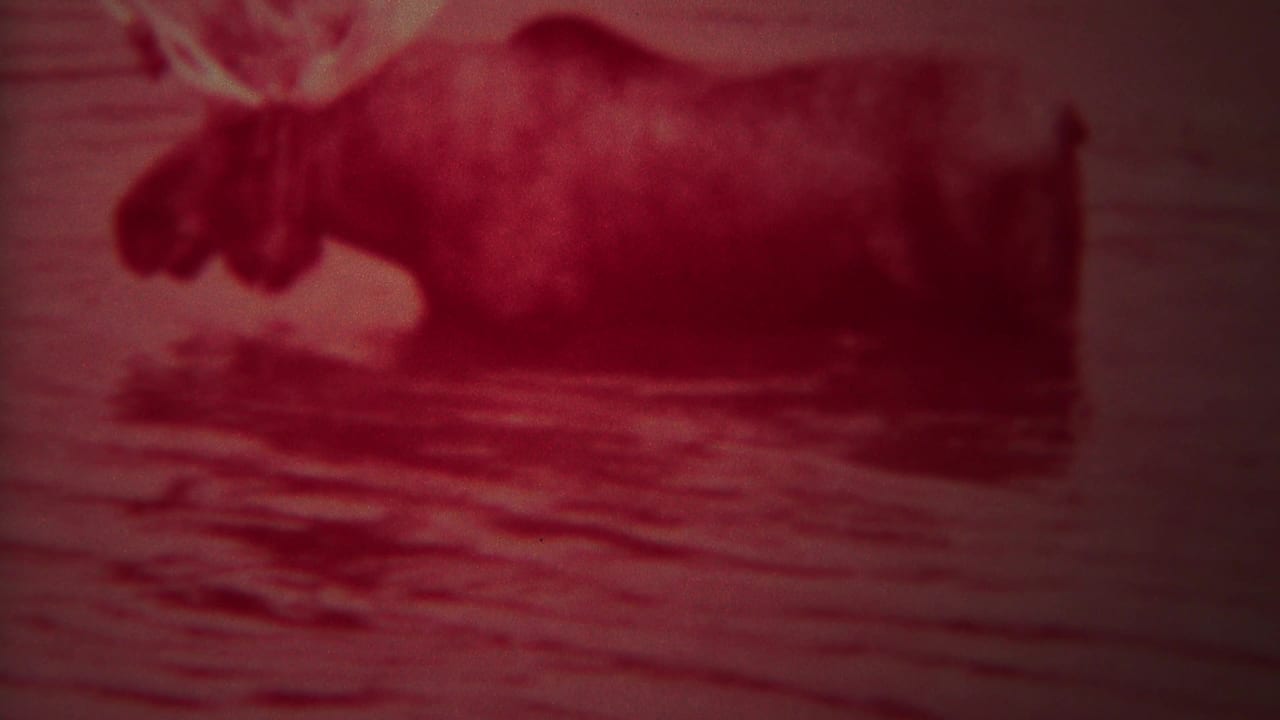 Moose in shallow water, seen in soft focus with red-tinted film color.