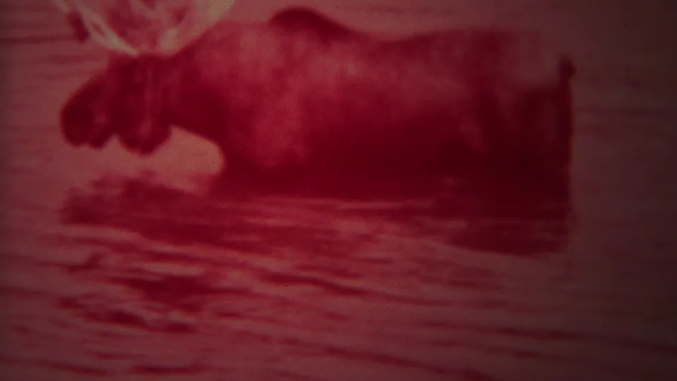The moose remains partly in the river, its body softened by grain and red color shift in the Yellowstone footage.