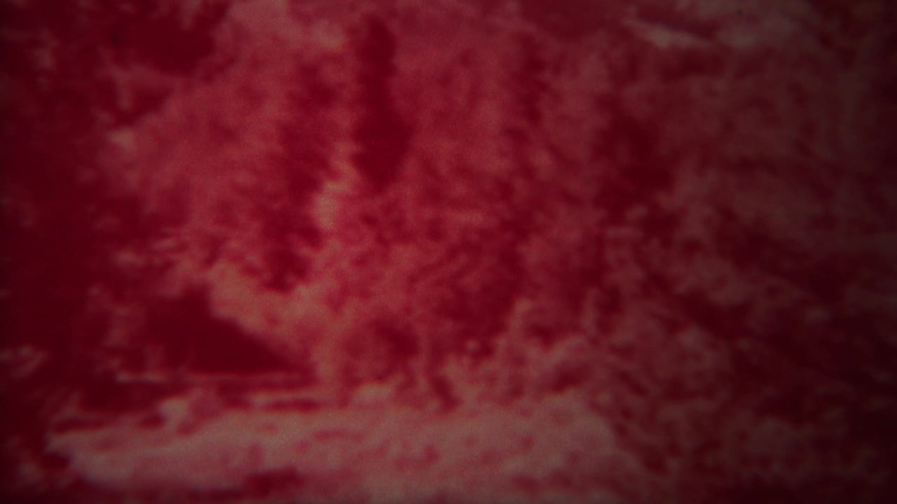 Red-tinted evergreen forest with a light clearing or stream bed.