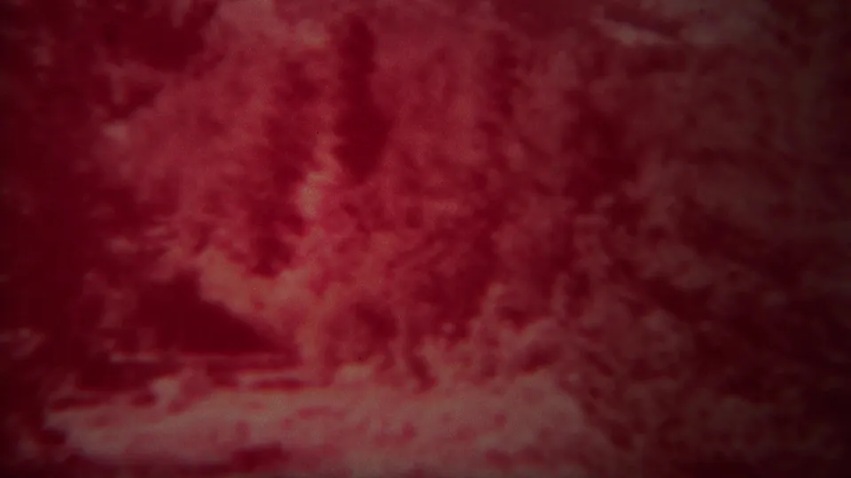 Red-shifted 8mm view of Yellowstone evergreens and a pale ground or water corridor, softened by grain and exposure shift.