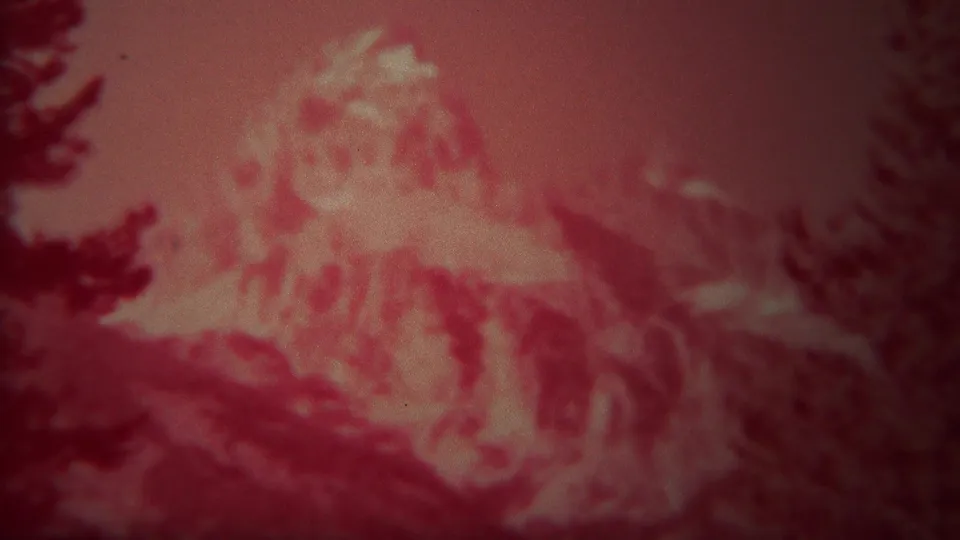 1967 Yellowstone home-movie frame showing a red-tinted snowy mountain peak partly framed by dark evergreen silhouettes.