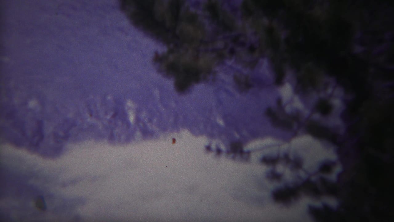 Turbulent pale water below dark trees with a purple color cast.