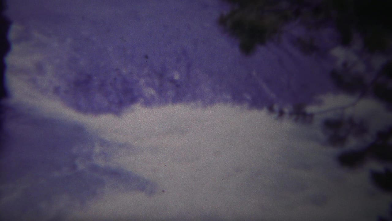 Foaming water beside dark tree branches in a purple-gray frame.