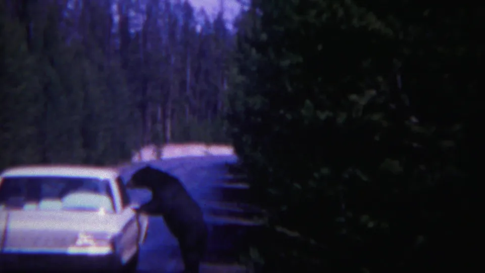 1967 Yellowstone home-movie frame showing a black bear beside a white car on a narrow forest road.