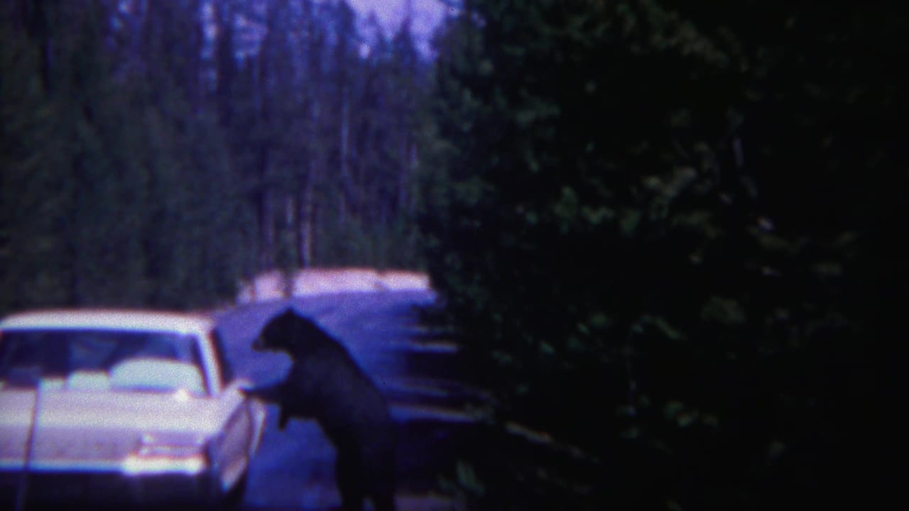 Black bear stands near a white car on a shaded forest road.