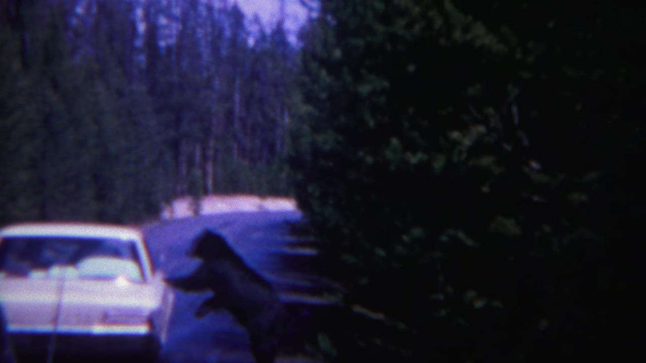 The bear appears upright beside the white car, with dense evergreens and a blue-tinted forest road in the background.