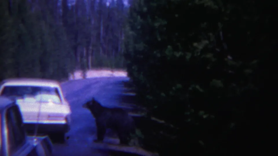 The black bear stands on or near the road shoulder as the white car remains ahead on the wooded Yellowstone road.