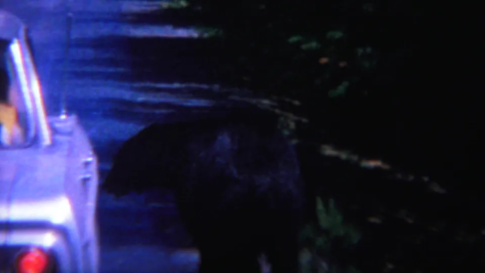 A close view shows the black bear beside the rear portion of a car, with the forest road and dark evergreens behind it.