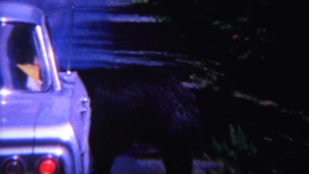 Black bear beside a pale classic car on a shaded forest road.
