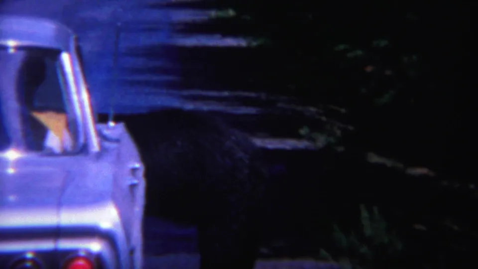 The bear remains close to the pale sedan as the shaded forest background fills most of the 1967 Yellowstone frame.