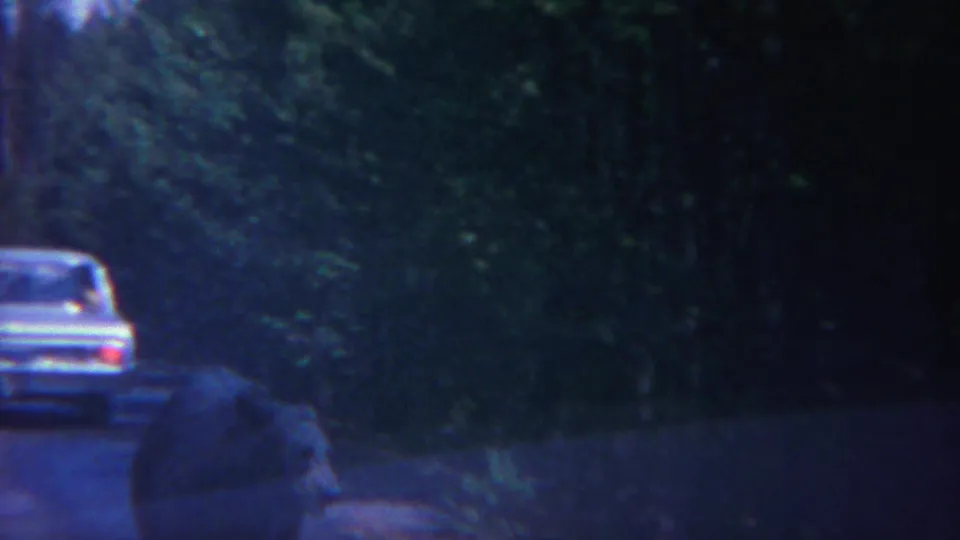 The pale sedan is farther up the wooded road while a dark bear form appears near the lower roadside in the 1967 Yellowstone footage.
