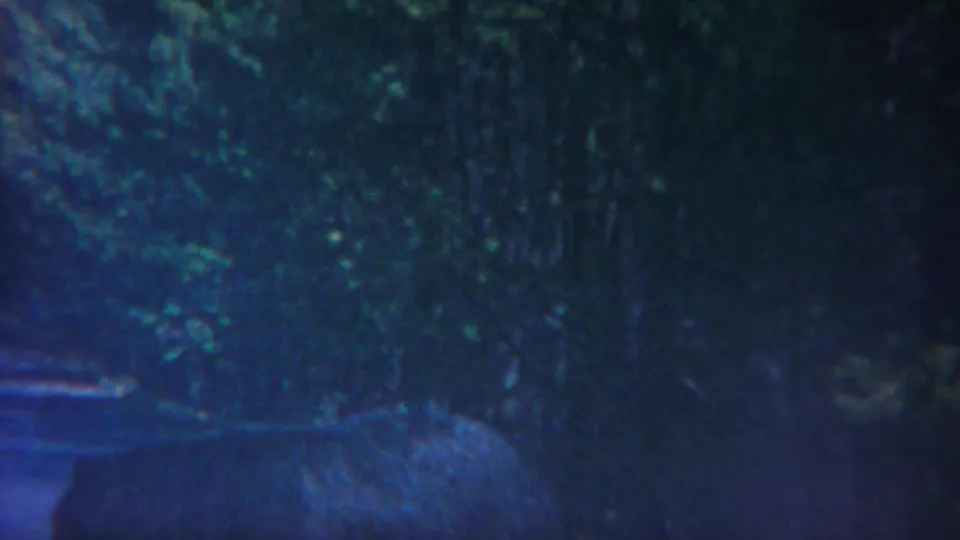Aged 8mm frame from Yellowstone showing dense trees and a dim blue-purple roadside or possible water edge.