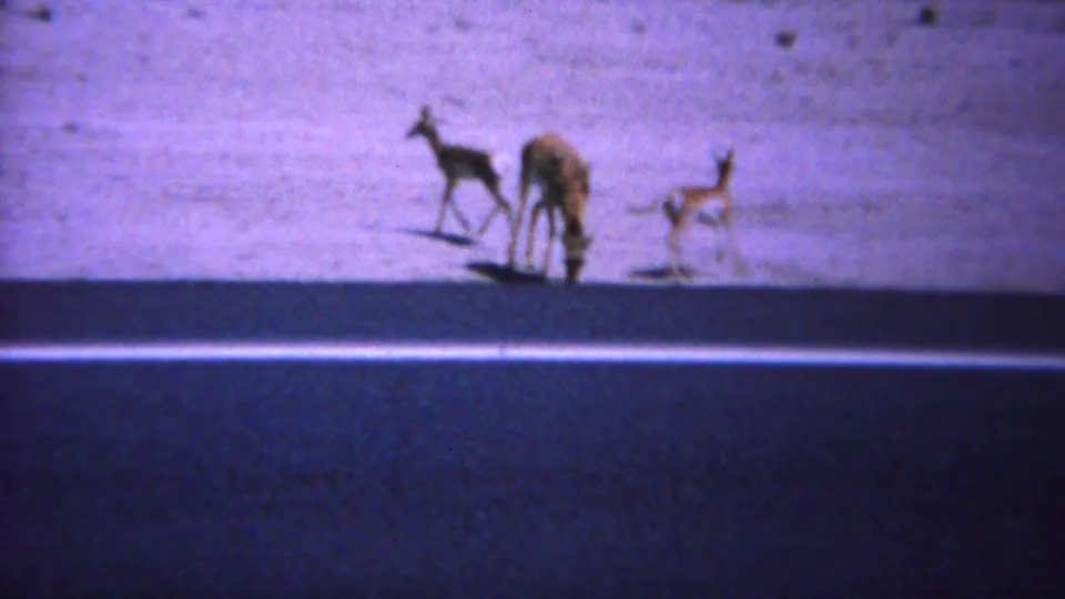 1967 Yellowstone-area home-movie frame showing small deer or fawns on a bright dusty plain near the dark edge of a road.