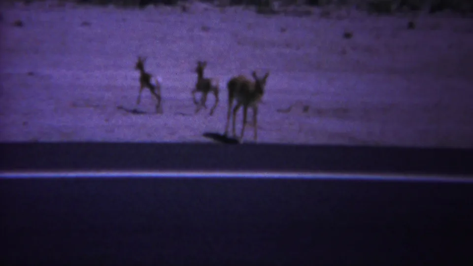 1967 Yellowstone-area 8mm frame with several deer or fawns spread across a bright dusty plain beside a dark road foreground.