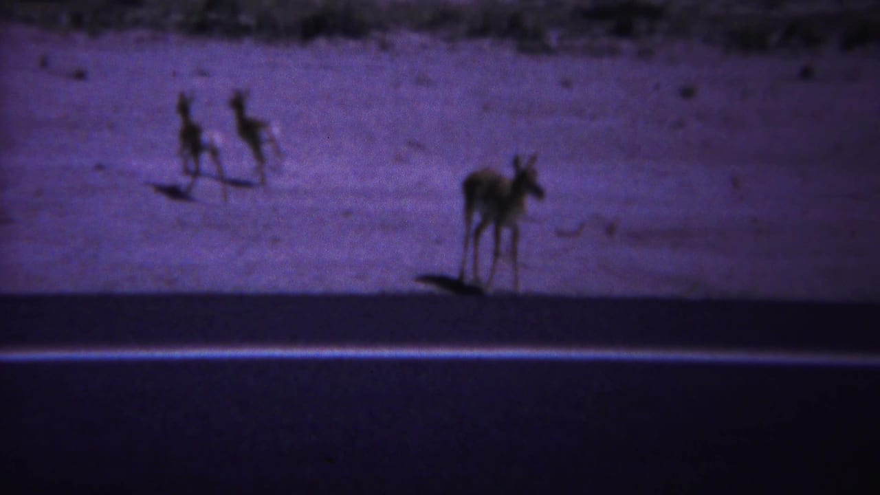 A deer stands near the edge of a paved road in open terrain.