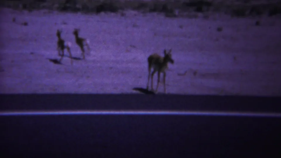 In supplied 1967 Yellowstone home-movie footage, a deer pauses near a paved road with open ground and brush behind it.